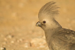 Corythaixoides concolor pallidiceps