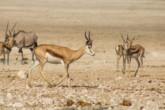 Springbok photo 5