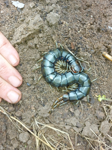 African Giant Centipede photo 4