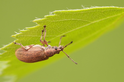 Common Leaf Weevil