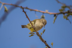 Eremomela icteropygialis