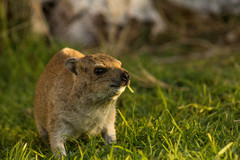 Procavia capensis welwitschii