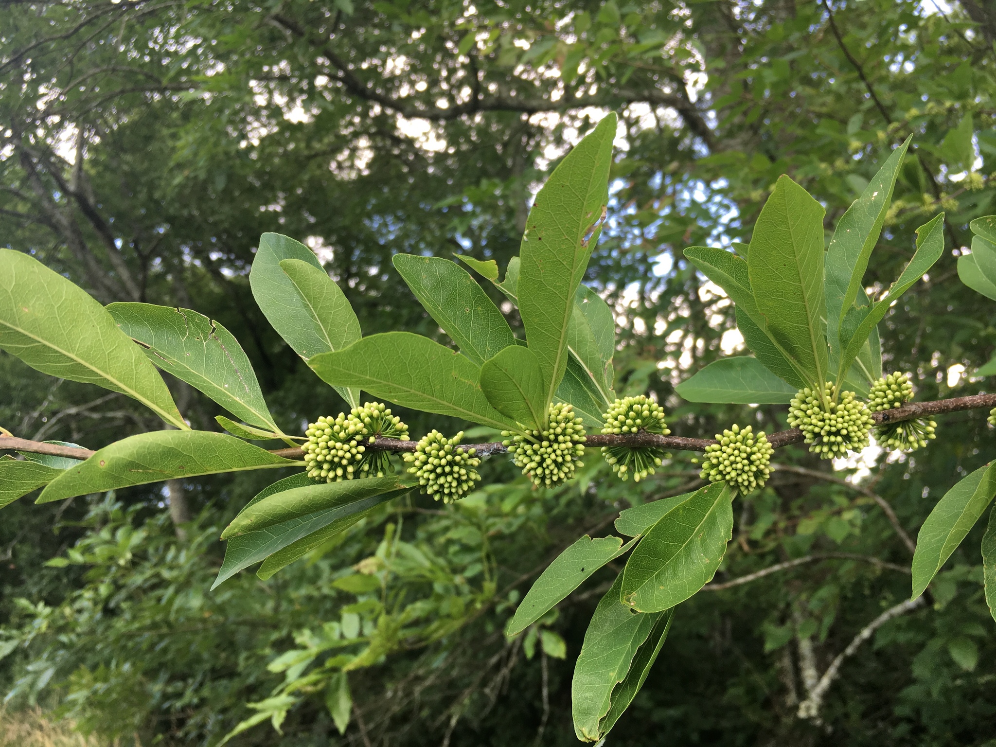 Sideroxylon