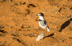 Lanioturdus torquatus