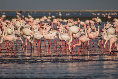 Lesser Flamingo photo 5