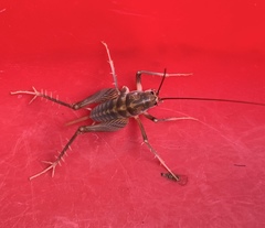 Ceuthophilus secretus