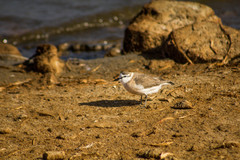 Charadrius marginatus marginatus