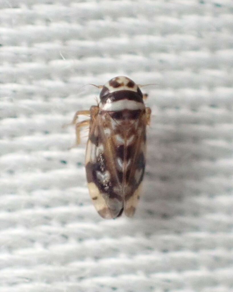 Xestocephalus coronatus