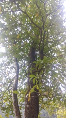 Tabernaemontana macrocarpa