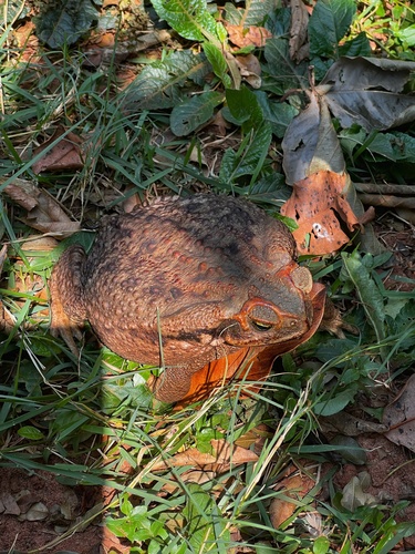 Cururu Toad