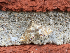 Petrophila canadensis