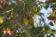 Setophaga pitiayumi insularis