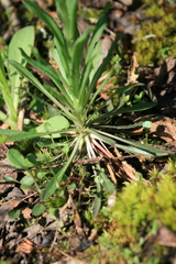Boechera stricta