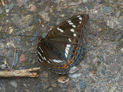 Limenitis populi