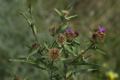 Centaurea phrygia indurata