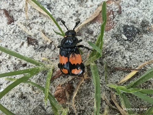 Lesser Vespillo Burying Beetle, 9321 XG Peize, Nederland, photo 5 of 10