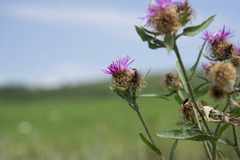 Centaurea phrygia indurata