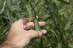 Centaurea phrygia indurata