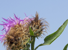 Centaurea phrygia indurata
