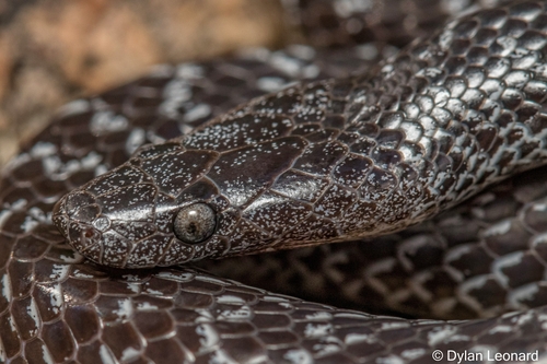 Variegated Wolf Snake, Lycophidion variegatum