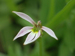 Lobelia chinensis