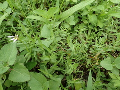 Lobelia chinensis