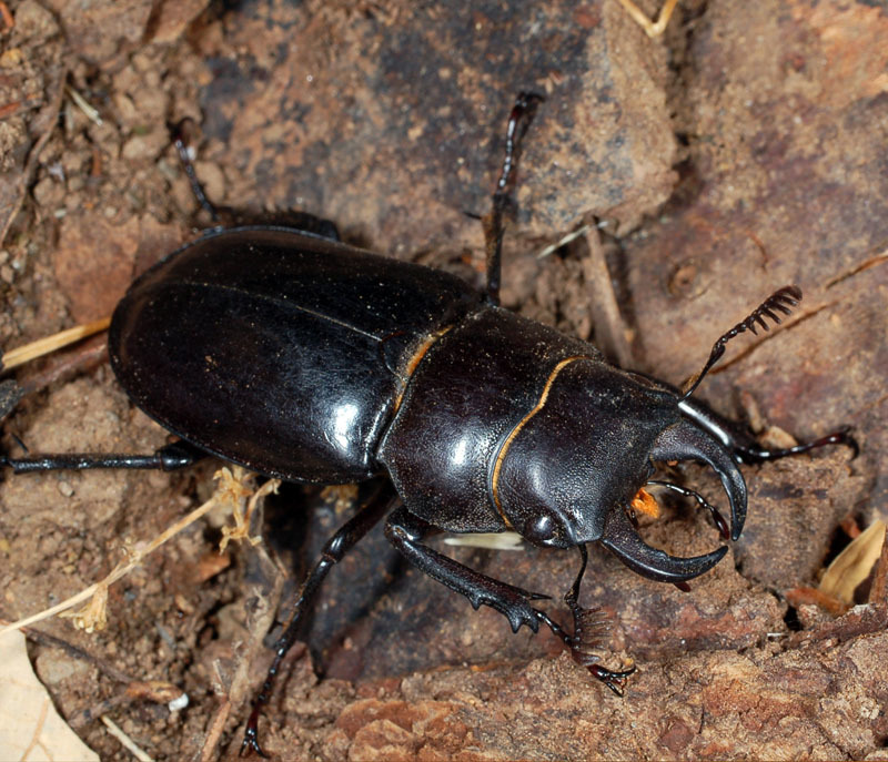 Iberian Stag Beetle