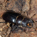 Iberian Stag Beetle - Photo (c) Naturalista, some rights reserved (CC BY-SA)