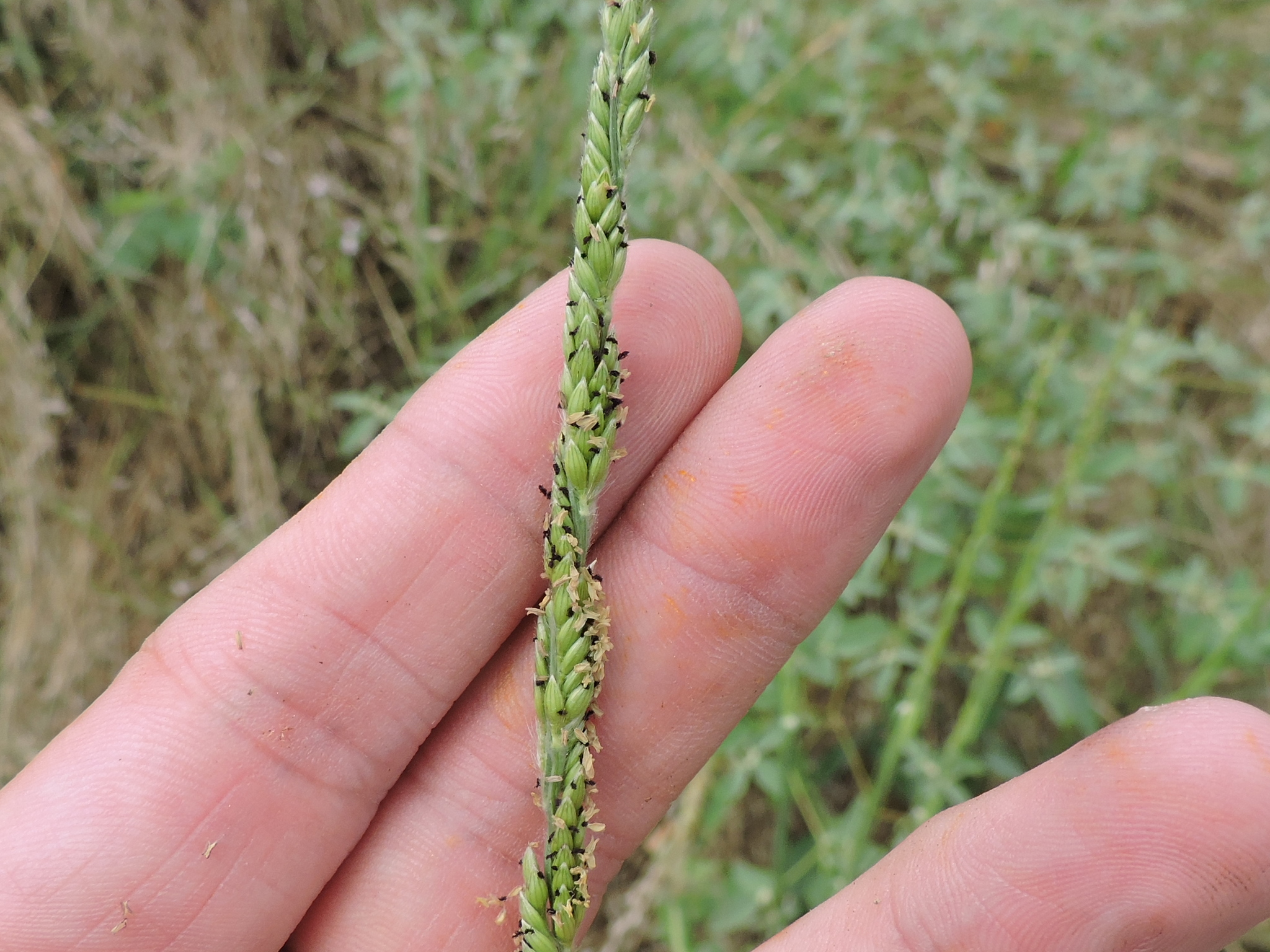 Eriochloa sericea
