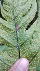 Tectaria melanocaulos