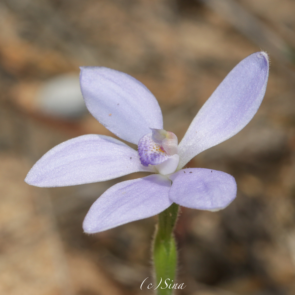 Caladenia ashbyae