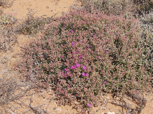 Image of Malephoropsis otzeniana by no rights reserved