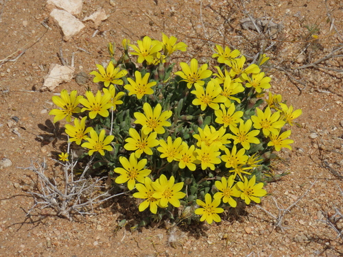 Image of Gazania lichtensteinii by no rights reserved