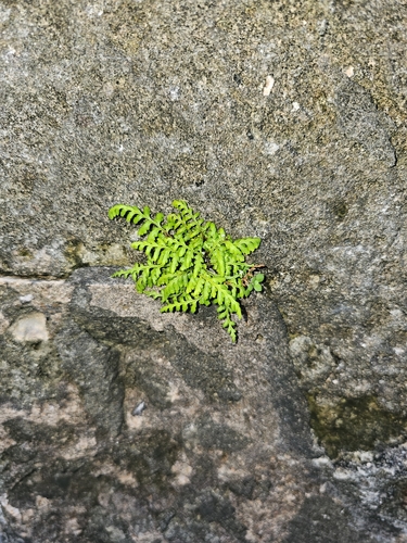 Image of Pityrogramma chrysophylla by (c) ritirene, some rights reserved (CC BY)
