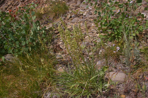 Image of Frasera montana by no rights reserved