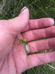 Carex oligosperma