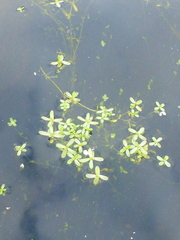 Crassula natans