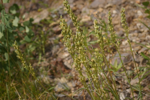 Image of Frasera montana by no rights reserved