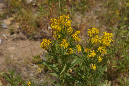 Image of Senecio serra by no rights reserved