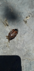 Melolontha melolontha