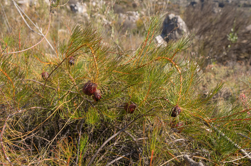 Protea pityphylla, photograph 2