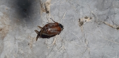 Melolontha melolontha