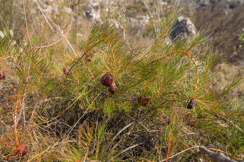 Protea pityphylla, photograph 3