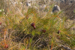 (c) Morten Ross, some rights reserved (CC BY) Protea pityphylla, photograph (c) Morten Ross, some rights reserved (CC BY)