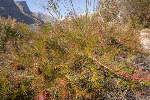 Protea pityphylla, photograph 4