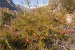 (c) Morten Ross, some rights reserved (CC BY) Protea pityphylla, photograph (c) Morten Ross, some rights reserved (CC BY)
