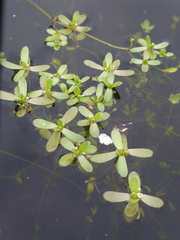 Crassula natans