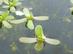 Crassula natans