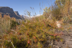 Protea pityphylla, photograph (c) Morten Ross, some rights reserved (CC BY)