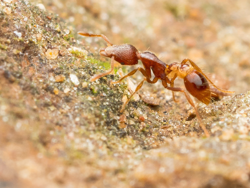 高雅瘤颚蚁Strumigenys elegantula